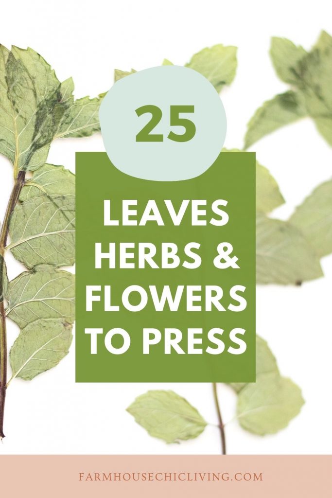 25 leaves, herbs, and flowers best for flower pressing!